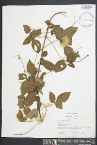 Clematis viorna image