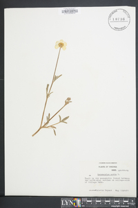 Ranunculus acris image