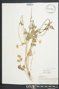 Ranunculus bulbosus image