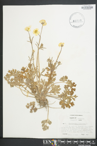 Ranunculus bulbosus image