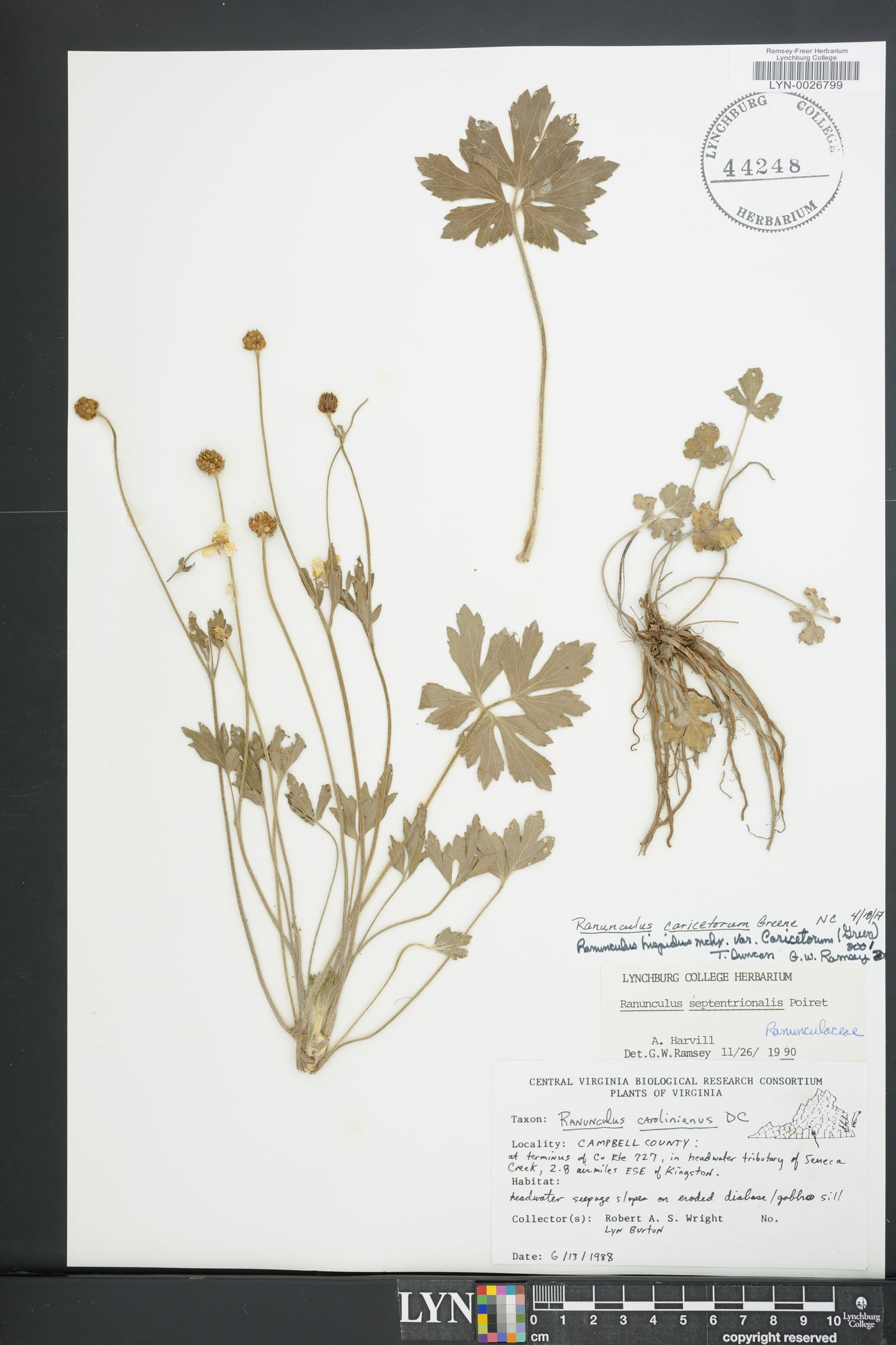 Ranunculus caricetorum image