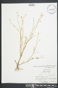 Ranunculus pusillus var. pusillus image