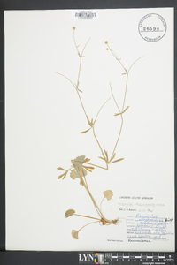 Ranunculus allegheniensis image