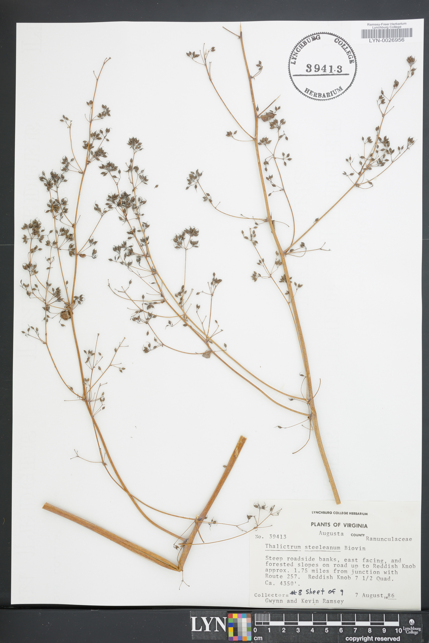 Thalictrum coriaceum image