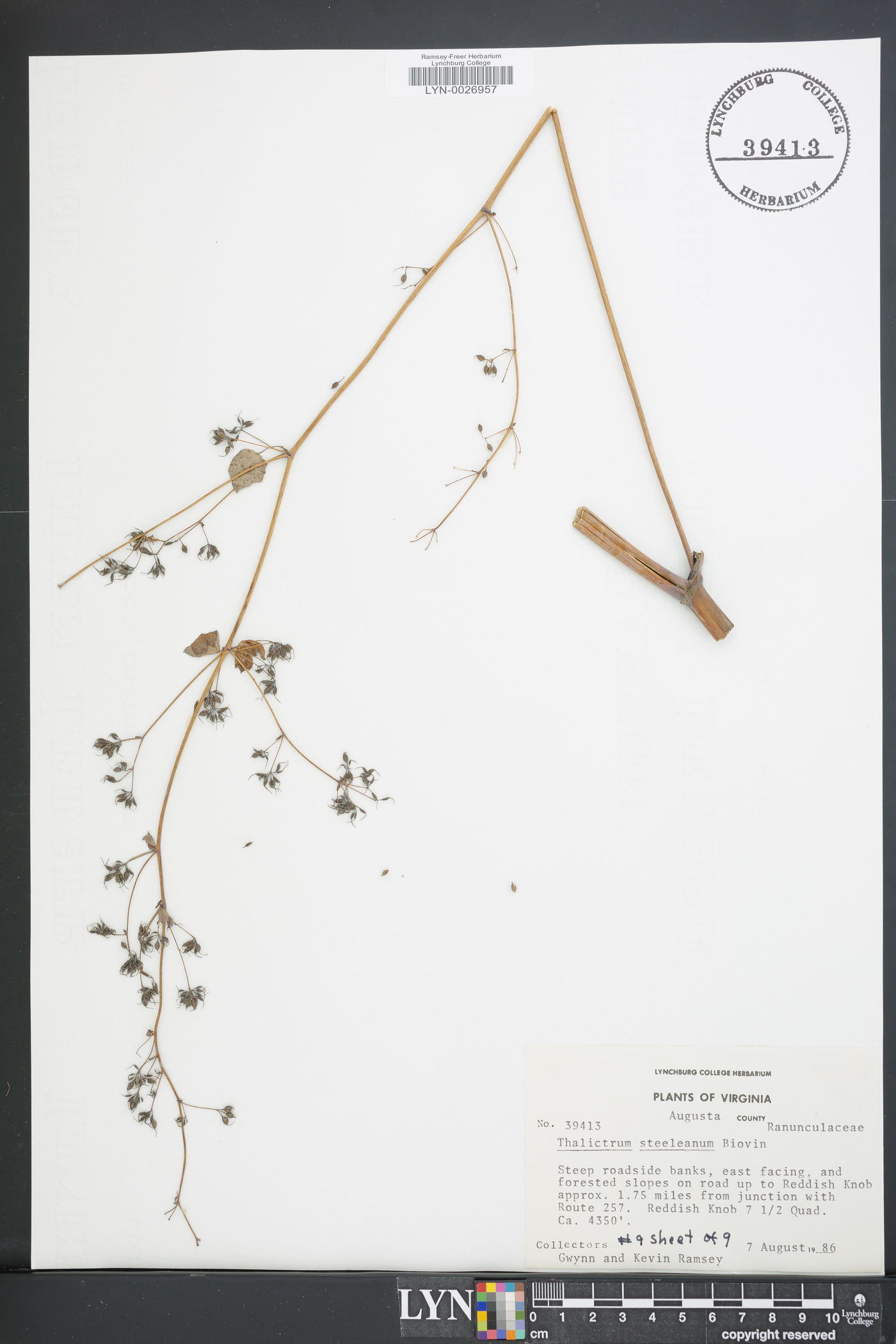 Thalictrum coriaceum image