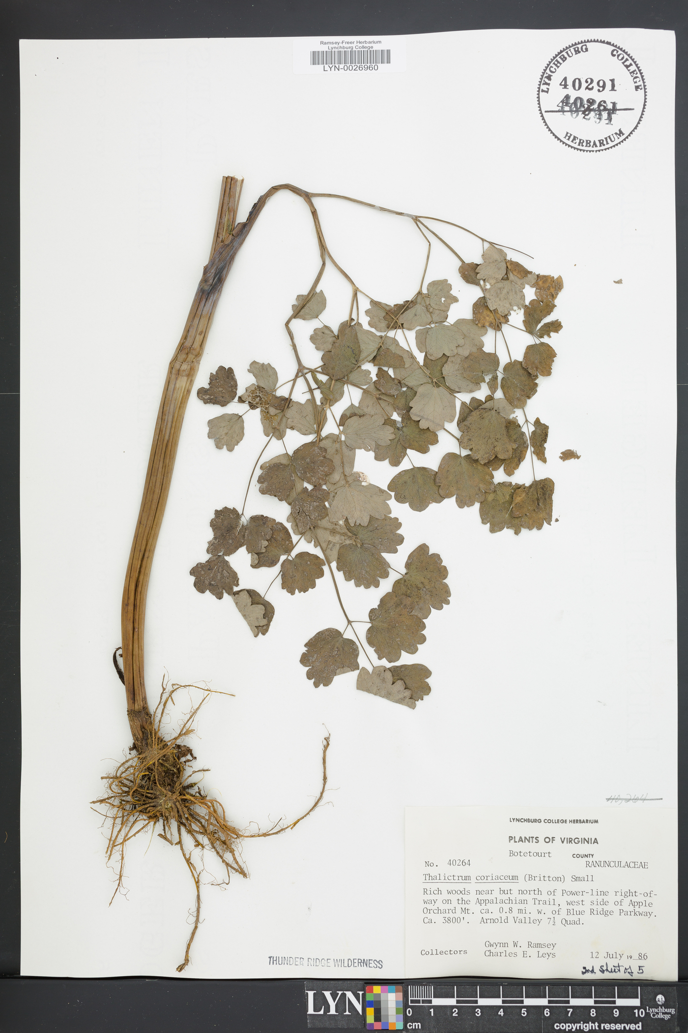 Thalictrum coriaceum image