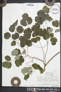 Thalictrum coriaceum image