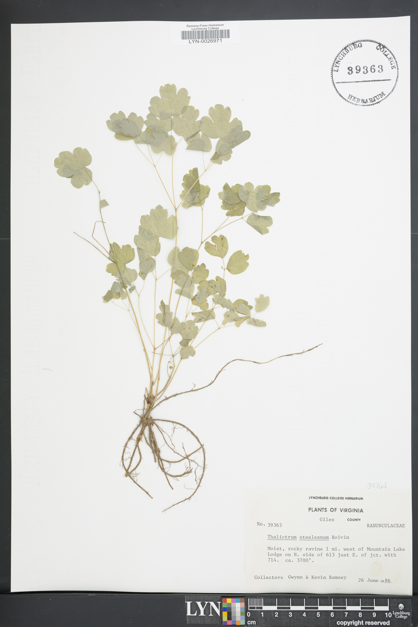 Thalictrum coriaceum image