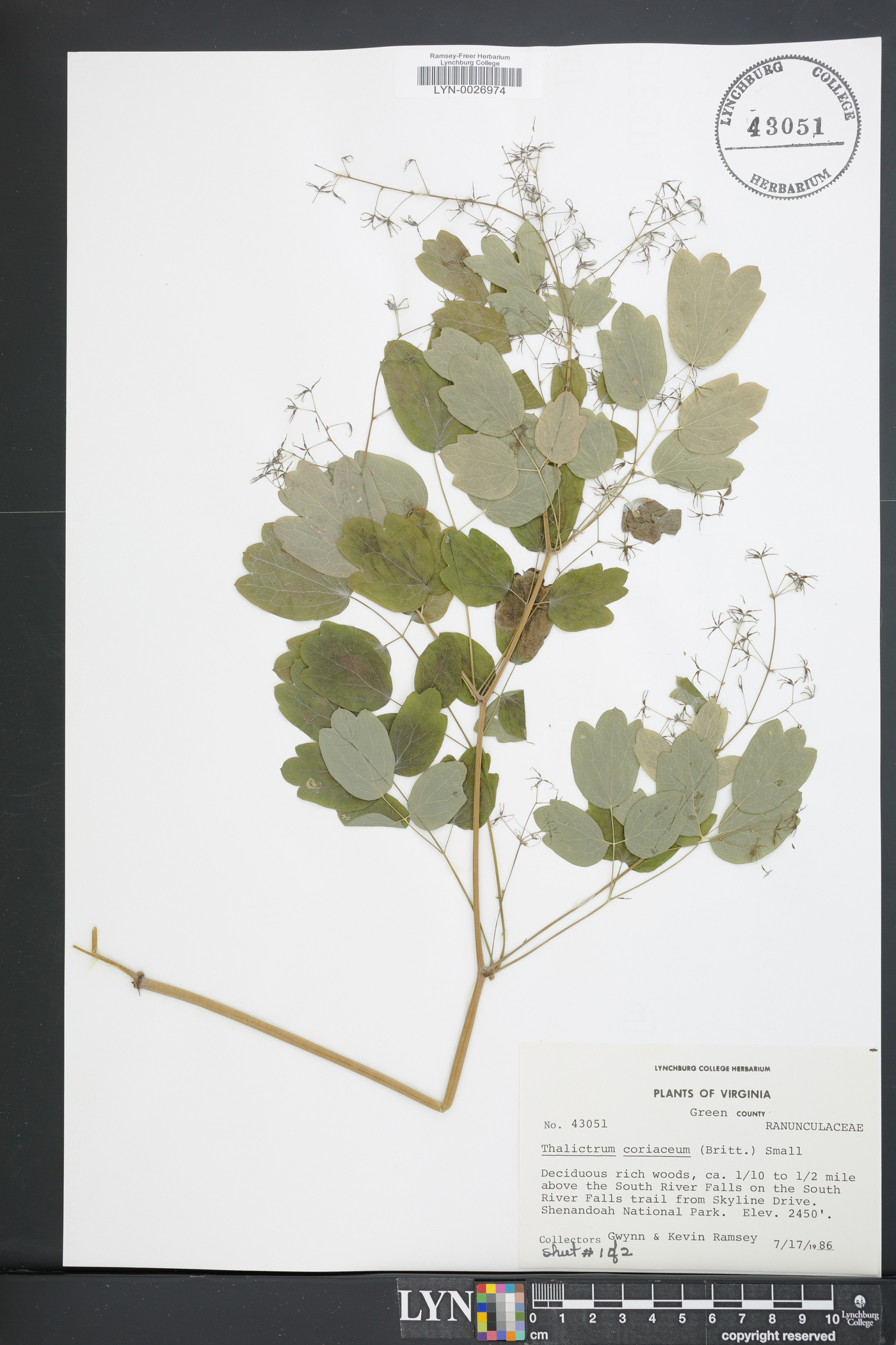 Thalictrum coriaceum image