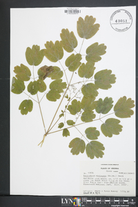 Thalictrum coriaceum image