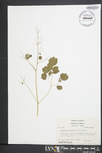 Thalictrum coriaceum image