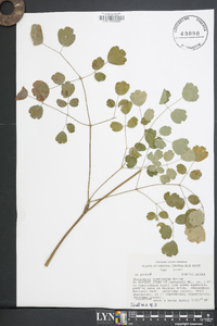 Thalictrum coriaceum image