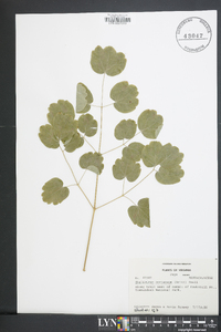 Thalictrum coriaceum image