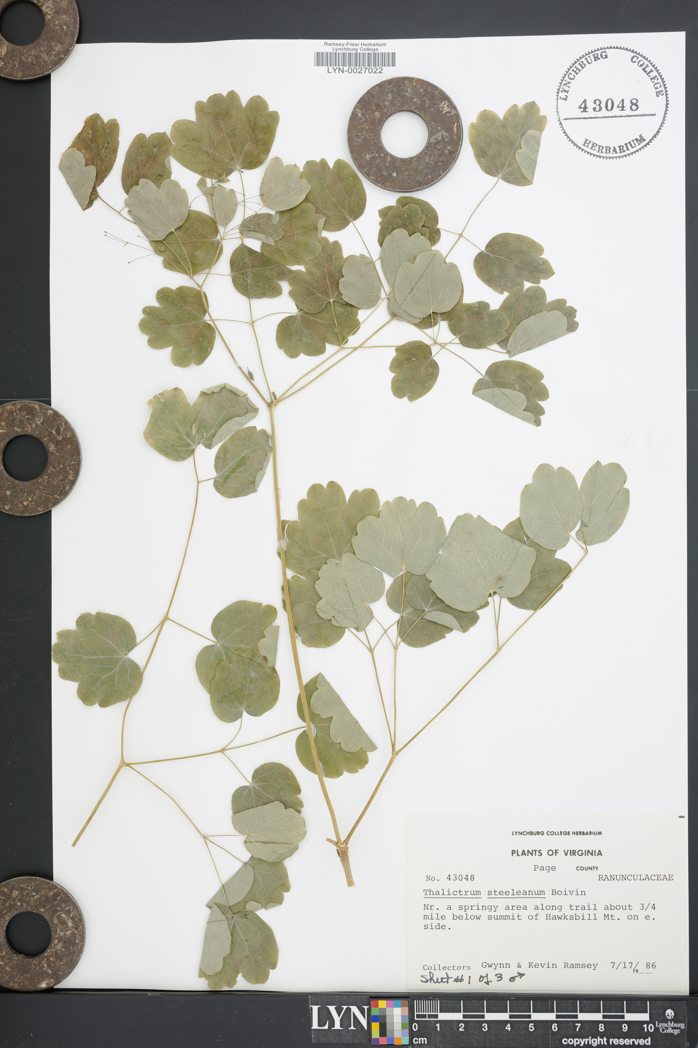 Thalictrum coriaceum image