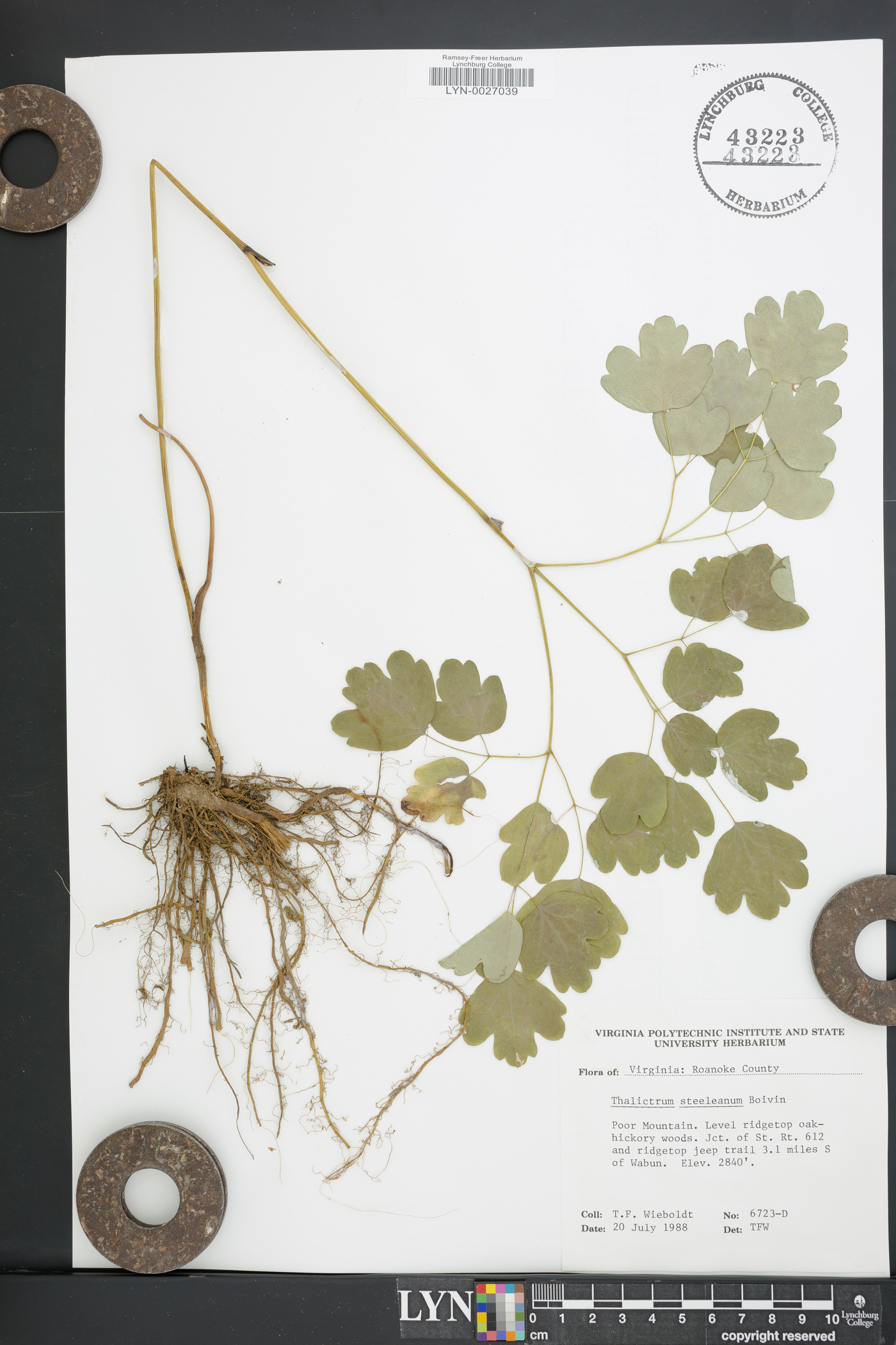 Thalictrum coriaceum image