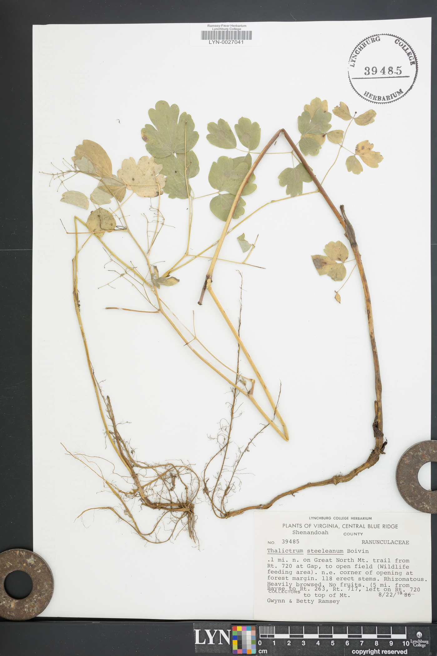 Thalictrum coriaceum image