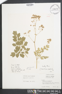 Thalictrum clavatum image