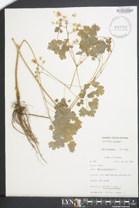 Thalictrum dioicum image