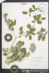 Thalictrum pubescens image