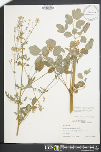 Thalictrum pubescens image