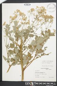 Thalictrum pubescens image