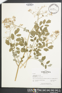 Thalictrum pubescens image