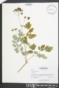 Thalictrum pubescens image