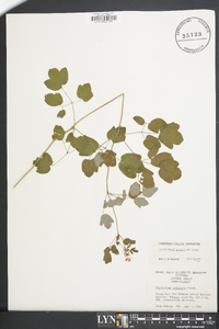 Thalictrum pubescens image