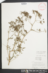 Thalictrum pubescens image