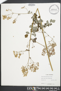 Thalictrum pubescens image