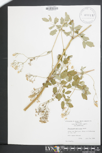 Thalictrum pubescens image