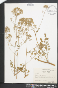 Thalictrum pubescens image