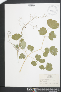 Thalictrum pubescens image