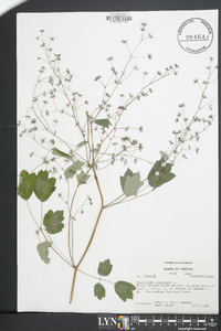 Thalictrum pubescens image