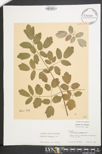 Thalictrum pubescens image