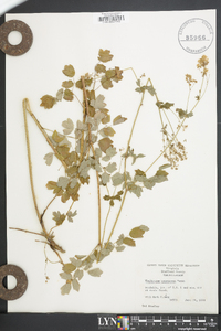 Thalictrum pubescens image