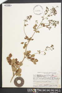 Thalictrum amphibolum image