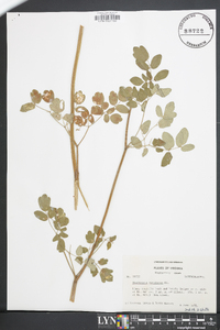 Thalictrum amphibolum image