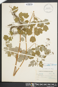 Thalictrum amphibolum image