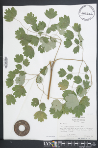 Thalictrum coriaceum image