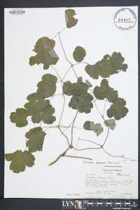 Thalictrum steeleanum image