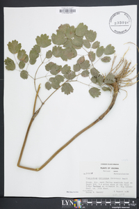 Thalictrum coriaceum image