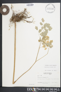 Thalictrum polygamum image