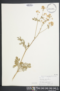 Thalictrum amphibolum image