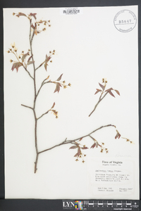 Amelanchier laevis image