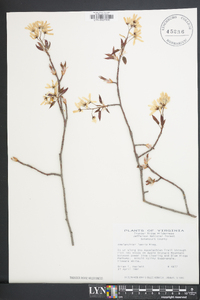 Amelanchier laevis image