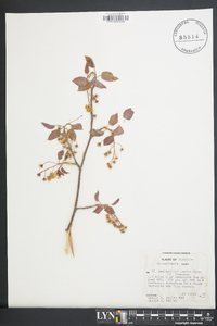 Amelanchier laevis image