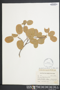 Amelanchier sanguinea image