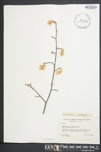 Amelanchier humilis image