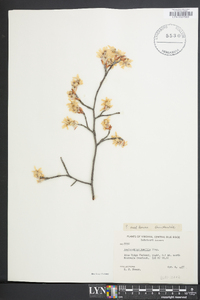 Amelanchier humilis image